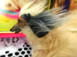 barbie beauty dog face